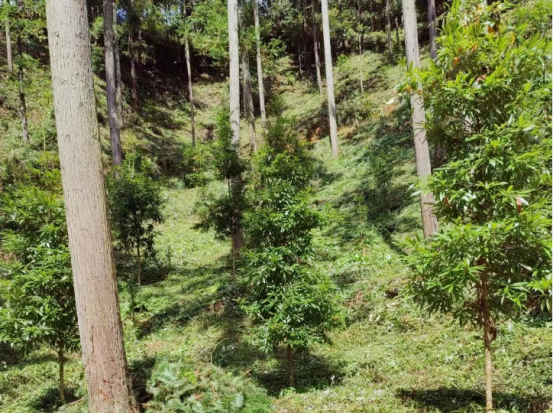 琵琶丘工區:三明市森林質量精準提升工程業務培訓現場示范 琵琶丘工區:三明市森林質量精準提升工程業務培訓現場示范