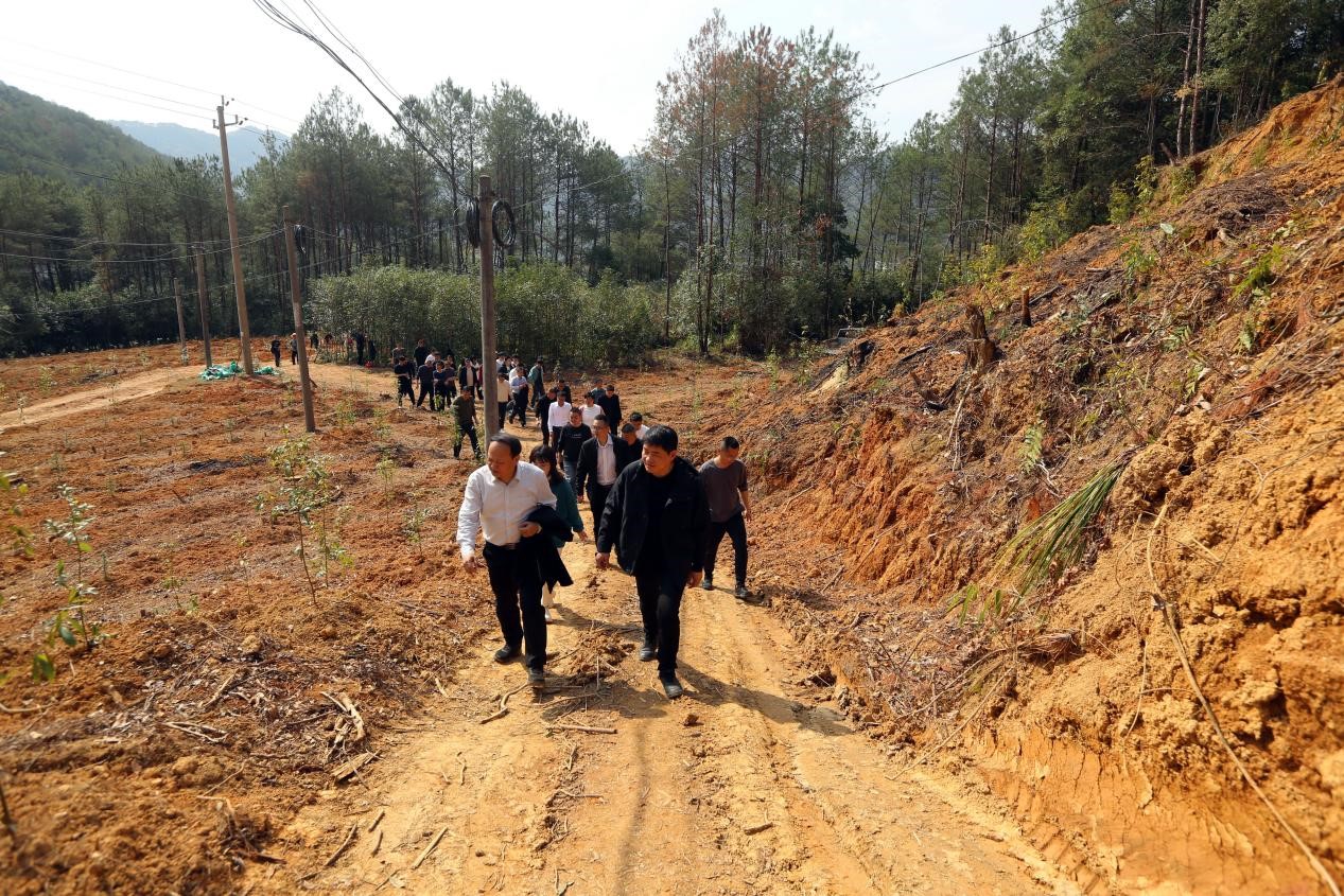 不負春光好，搶播萬畝林 ——將樂縣村企合作造林工作現場會在福建金森召開